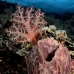 coral_soft_lc_mb_v_0268_png2293.jpg